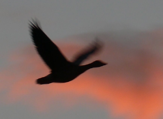 Taubergießen, Nov.2006 110.jpg - Flug in der Abenddämmerung des Naturschutzgebietes Taubergießen